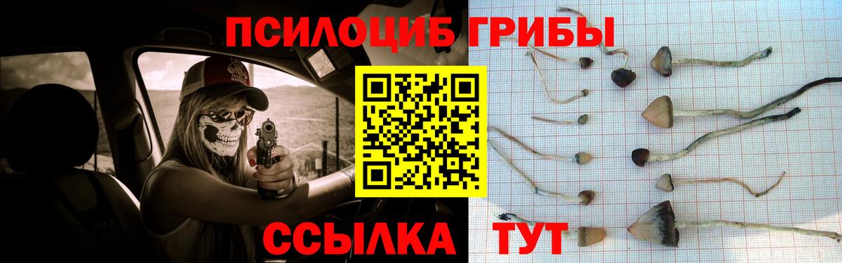 Галлюциногенные грибы Psilocybine cubensis Норильск